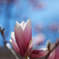 Magnolia Bloom