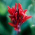 Street Box Flower