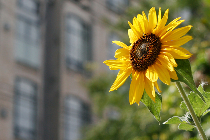 KRP_citysunflower_082708