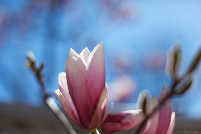 Magnolia Bloom