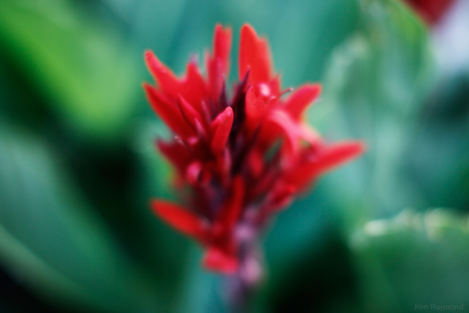 Street Box Flower