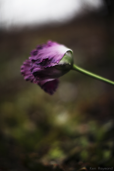Ken_Raymond_20130412_0133