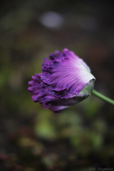 Ken_Raymond_20130412_0134