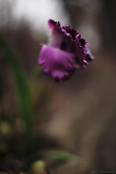 Ken_Raymond_20130412_0135