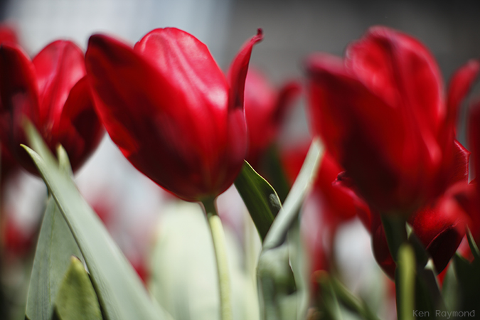 Ken_Raymond_20130518_0836