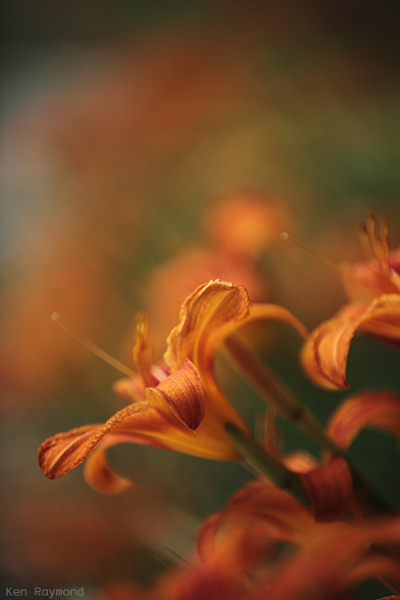 Ken_Raymond_20130707_3019