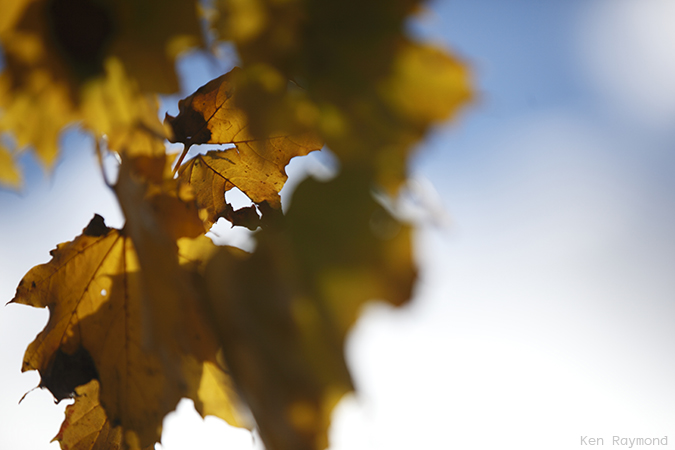 Ken_Raymond_2013_11_104325
