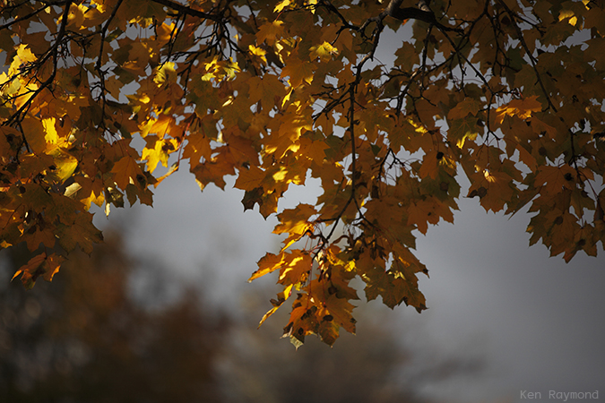 Ken_Raymond_2013_11_104370