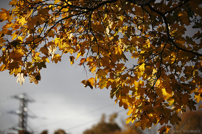 Ken_Raymond_2013_11_104371
