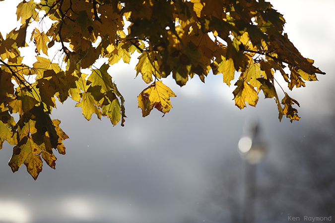 Ken_Raymond_2013_11_104373