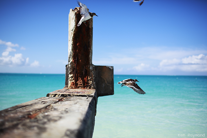 Ken_Raymond_2013_12_305611