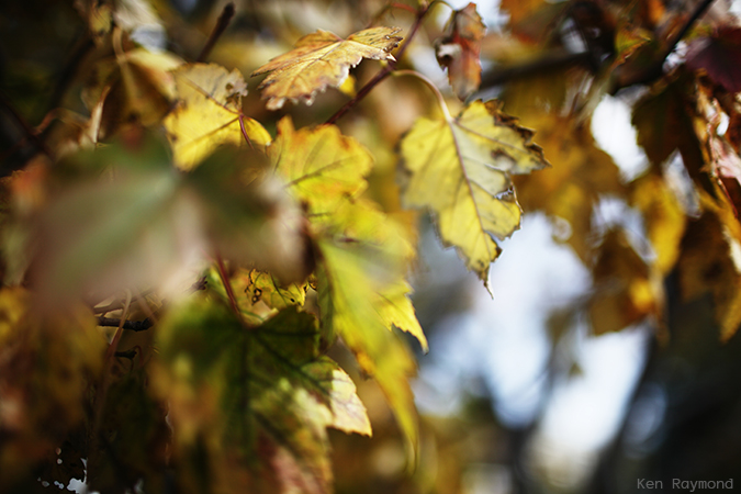 Ken_Raymond_2014_10_147922