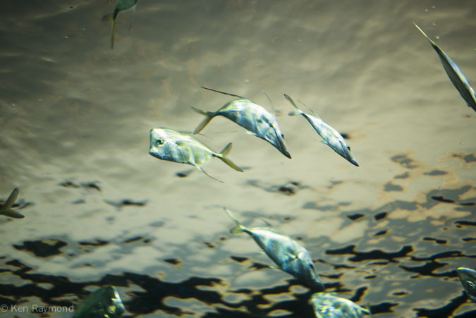Ripley's Aquarium, Toronto