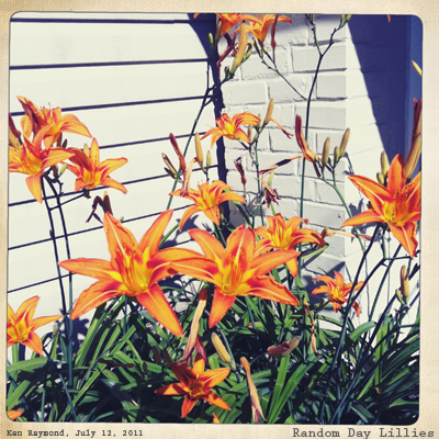 Day Lillies